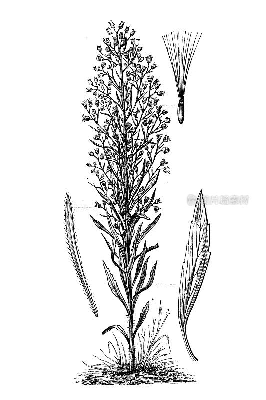 加拿大Erigeron canadensis(同义词canyza canadensis)是一种一年生植物，原产于北美和中美洲的大部分地区